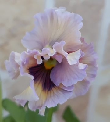 育種ビオラ 今年人気アソート3株セット74【レディ、ドレープ・シエナ、ドラキュラ】