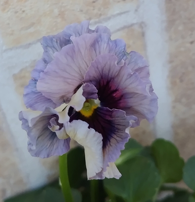 育種ビオラ 今年人気アソート3株セット75【レディ、ドラキュラ、ドレープ・シエナ】