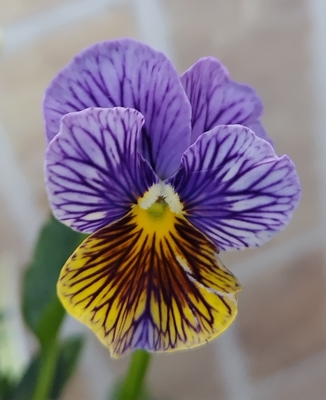 育種ビオラ 今年人気アソート3株セット76【流星、アントワネット、フェデネージュ・積みわら】