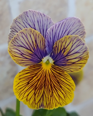 育種ビオラ 今年人気アソート3株セット77【流星、アントワネット、フェデネージュ・積みわら】