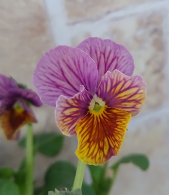 育種ビオラ 今年人気アソート3株セット78【流星、アントワネット、フェデネージュ・積みわら】