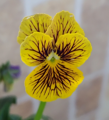 育種ビオラ 今年人気アソート3株セット79【流星、フェデネージュ・積みわら、アントワネット】