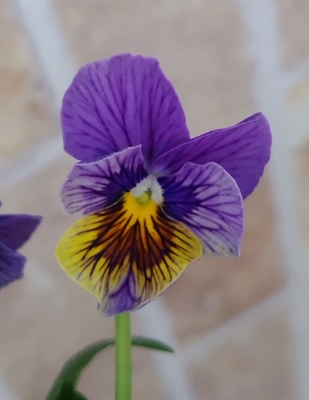 育種ビオラ 今年人気アソート3株セット80【流星、フェデネージュ・積みわら、アントワネット】