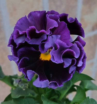 育種ビオラ 今年人気アソート3株セット81【ドラキュラ、香りで百笑、ザイジン】