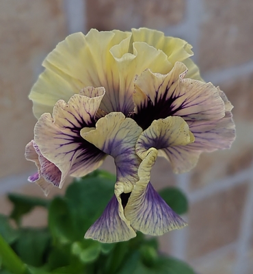 育種ビオラ 今年人気アソート3株セット82【ザイジン、香りで百笑、ドラキュラ】