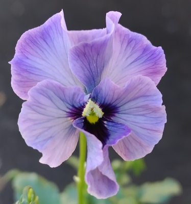 育種ビオラ 今年人気アソート3株セット87【レディ、ラピスラズリ、ピヨ】