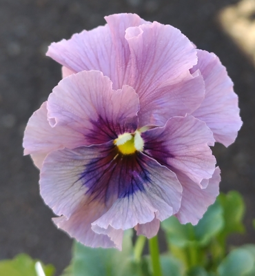 育種ビオラ 今年人気アソート3株セット88【レディ、ラピスラズリ、ピヨ】