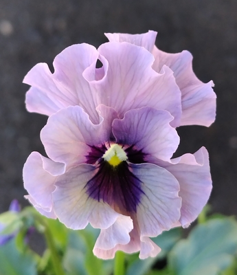 育種ビオラ 今年人気アソート3株セット89【レディ、ラピスラズリ、ピヨ】