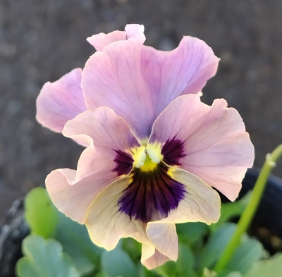 育種ビオラ 今年人気アソート3株セット91【レディ、ラピスラズリ、ピヨ】