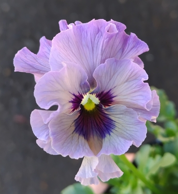 育種ビオラ 今年人気アソート3株セット92【レディ、フェデネージュ・ムーンライト、フェデネージュ・積みわら】