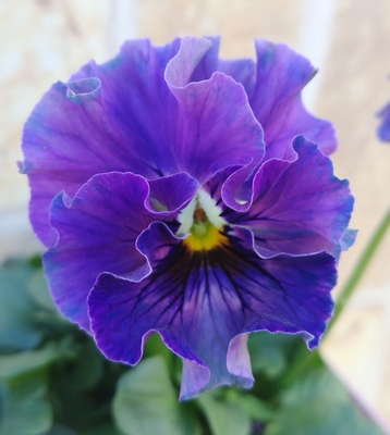 育種ビオラ 今年人気アソート3株セット94【フェデネージュ・ムーンライト、レディ、フェデネージュ・積みわら】