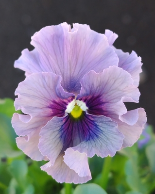 育種ビオラ 今年人気アソート3株セット95【レディ、フェデネージュ・積みわら、フェデネージュ・ムーンライト】