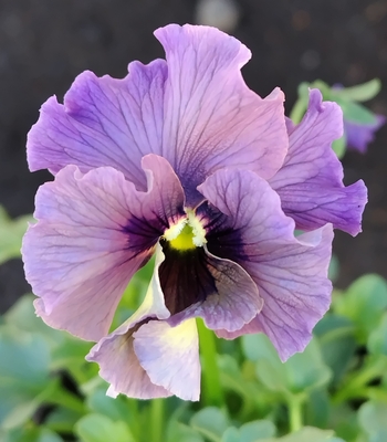 育種ビオラ 今年人気アソート3株セット96【レディ、フェデネージュ・ムーンライト、フェデネージュ・積みわら】