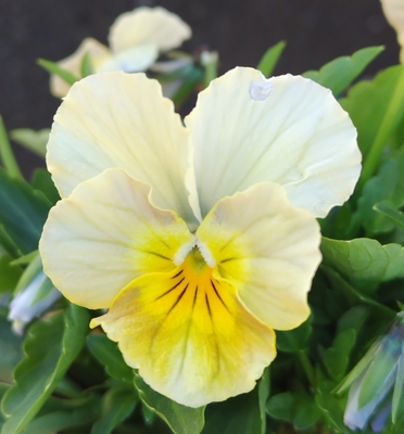 育種ビオラ 今年人気アソート3株セット99【シャインビオラ、レディ、ザイジン・パピエ】