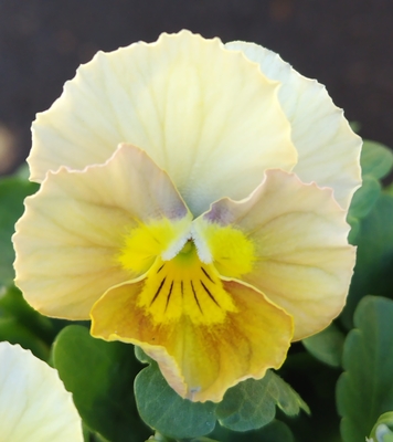 育種ビオラ 今年人気アソート3株セット100【シャインビオラ、ザイジン・パピエ、レディ】