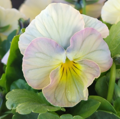 育種ビオラ 今年人気アソート3株セット97【シャインビオラ、レディ、ザイジン・パピエ】