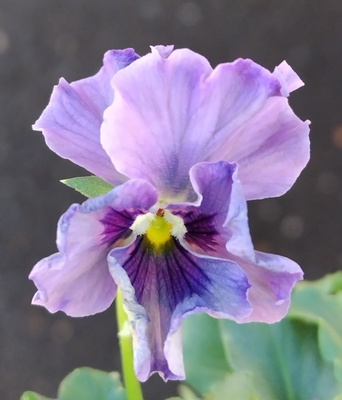 育種ビオラ 今年人気アソート3株セット101【レディ、ザイジン・パピエ、シャインビオラ】