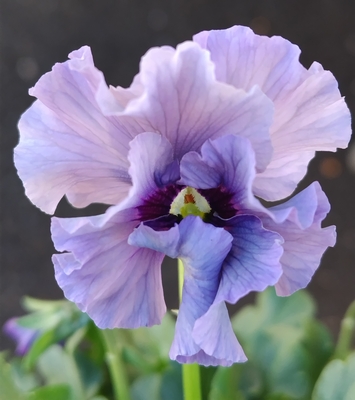 育種ビオラ 今年人気アソート3株セット102【レディ、ザイジン・渋茶、ドレープ・シエナ】