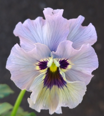 育種ビオラ 今年人気アソート3株セット103【レディ、ドレープ・シエナ、ザイジン・渋茶】