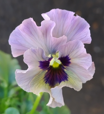 育種ビオラ 今年人気アソート3株セット104【レディ、ザイジン・渋茶、ドレープ・シエナ】