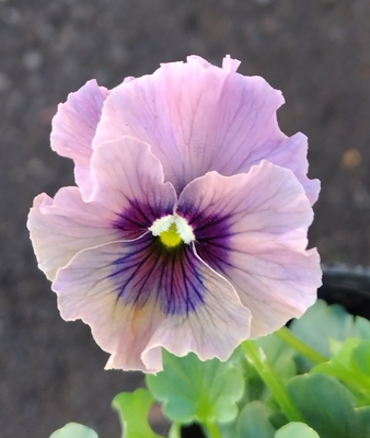 育種ビオラ 今年人気アソート3株セット105【レディ、ドレープ・シエナ、ザイジン・渋茶】