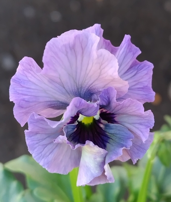 育種ビオラ 今年人気アソート3株セット106【レディ、ザイジン・渋茶、ドレープ・シエナ】