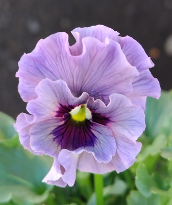 育種ビオラ 今年人気アソート3株セット107【レディ、エボルべ、シークレットベイン】