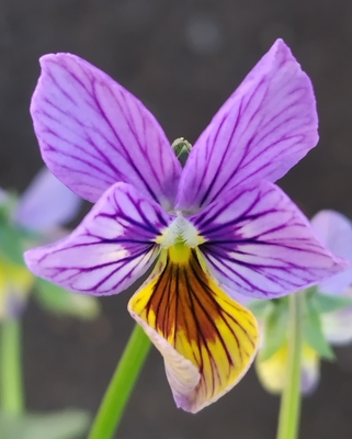 育種ビオラ 今年人気アソート3株セット108【シークレットベイン、レディ、エヴォルべ】