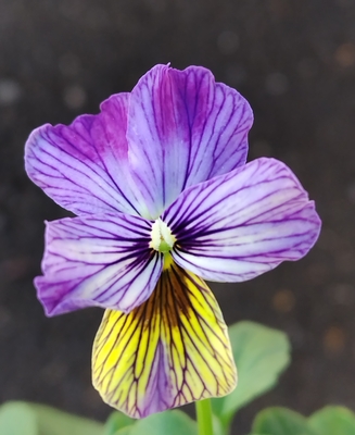 育種ビオラ 今年人気アソート3株セット109【シークレットベイン、レディ、エボルべ】