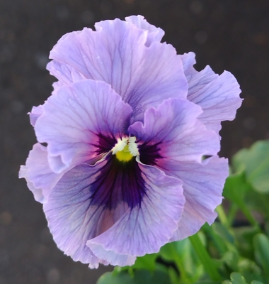 育種ビオラ 今年人気アソート3株セット111【レディ、エヴォルべ、シークレットベイン】