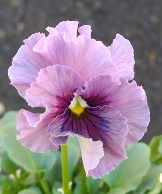 ●レデイ２株セット＋プレゼント苗　112【レディ×2＋プレゼント】