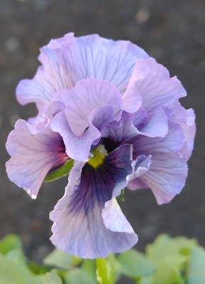 育種ビオラ 今年人気アソート3株セット113【レディ×2点、ピヨ】