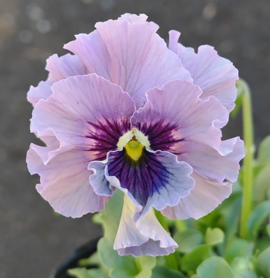 育種ビオラ 今年人気アソート3株セット114【レディ×2点、ピヨ】