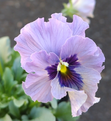 ●レデイ２株セット＋プレゼント苗　115【レディ×2＋プレゼント苗】