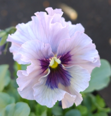 育種ビオラ 今年人気アソート3株セット117【レディ×2、フェデネージュ・積みわら】