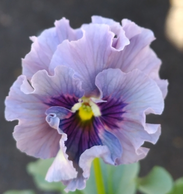 ●レデイ２株セット＋プレゼント苗　118【レディ×2＋プレゼント】