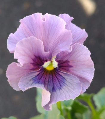 ●レデイ２株セット＋プレゼント苗　119【レディ×2＋プレゼント苗】