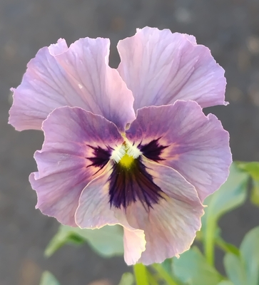 ●レデイ２株セット＋プレゼント苗　120【レディ×2＋プレゼント苗】