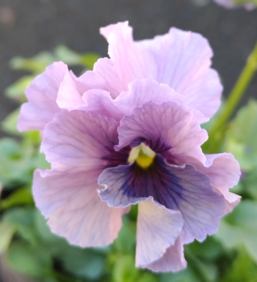 ●レデイ２株セット＋プレゼント苗　121【レディ×2＋プレゼント苗】