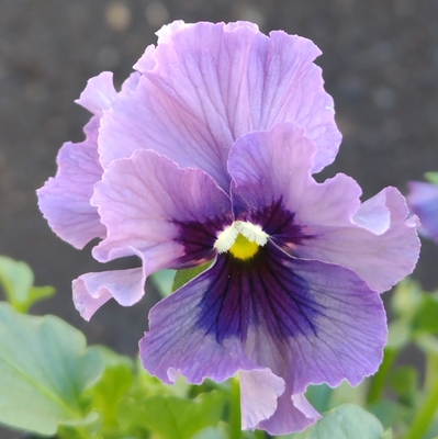 ●レデイ２株セット＋プレゼント苗　122【レディ×2＋プレゼント苗】