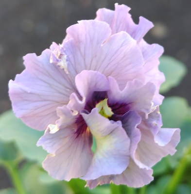 ●レデイ２株セット＋プレゼント苗　123【レディ×2＋プレゼント苗】