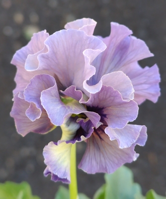 ●レデイ２株セット＋プレゼント苗　124【レディ×2＋プレゼント苗】