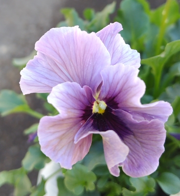 ●レデイ２株セット＋プレゼント苗　125【レディ×2＋プレゼント苗】