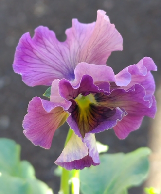 ●レデイ２株セット＋プレゼント苗　126【レディ×2＋プレゼント苗】