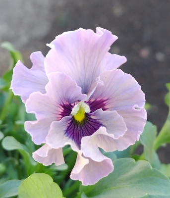 ●レデイ２株セット＋プレゼント苗　129【レディ×2＋プレゼント苗】