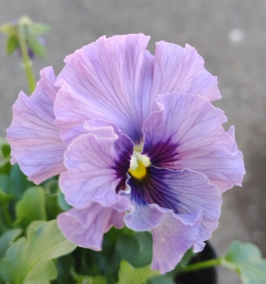 育種ビオラ 今年人気アソート3株セット128【レディ×2点、ザイジン・パピエ】