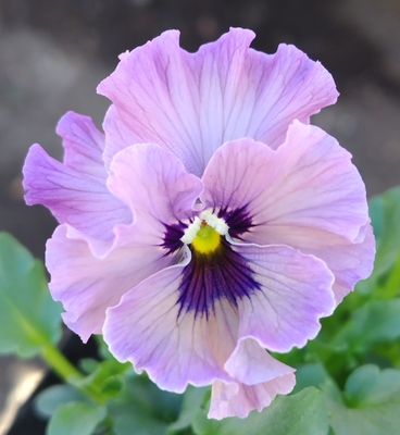 ●レデイ２株セット＋プレゼント苗　129【レディ×2＋プレゼント苗】