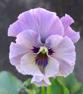 ●レデイ２株セット＋プレゼント苗　130【レディ×2＋プレゼント苗】