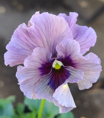 ●レデイ２株セット＋プレゼント苗　131【レディ×2＋プレゼント苗】