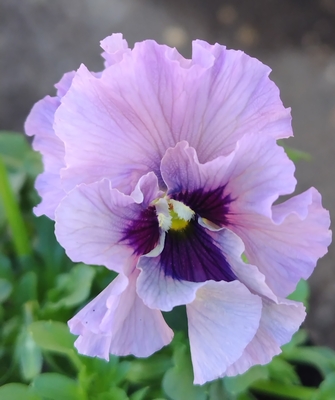 ●レデイ２株セット＋プレゼント苗　132【レディ×2＋プレゼント苗】